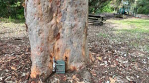 Fearnley Park Playground, Beecroft - Tall Trees Nature Fairy Door